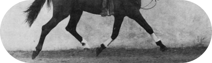 Jambes cheval Nuno Oliveira
